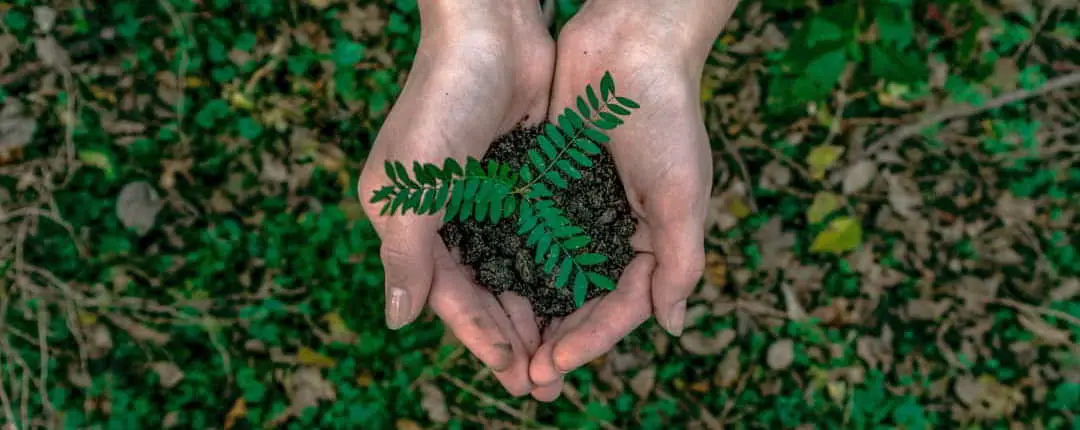 une offrande de plante verte