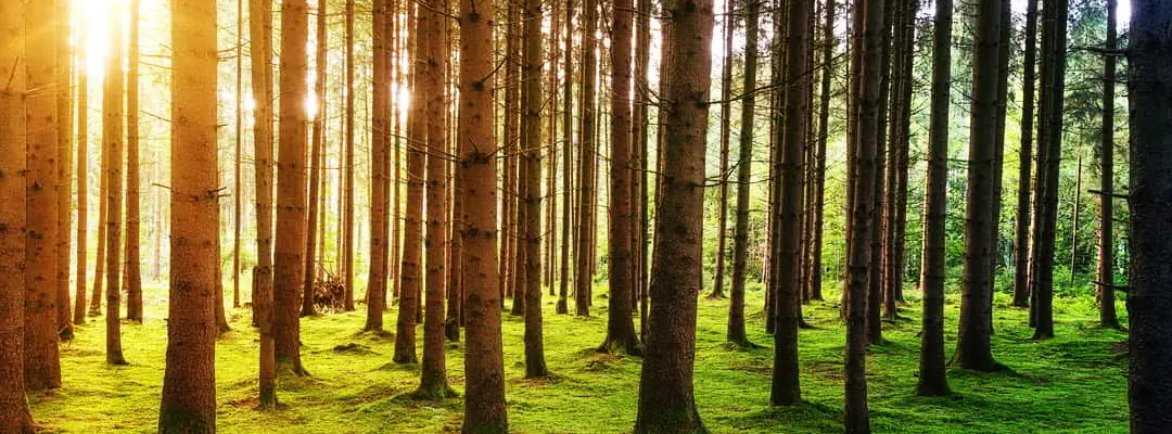 Image de foret Image de foret