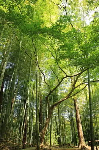 paysage forestier paysage forestier