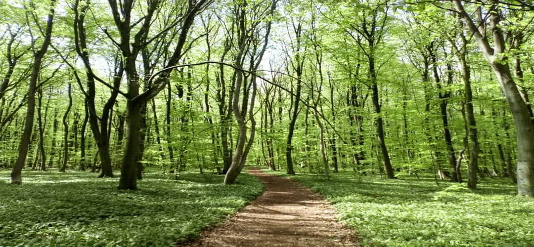 chemin en forêt