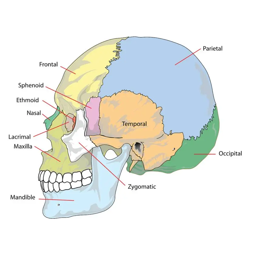 illustration de crâne avec détail des régions