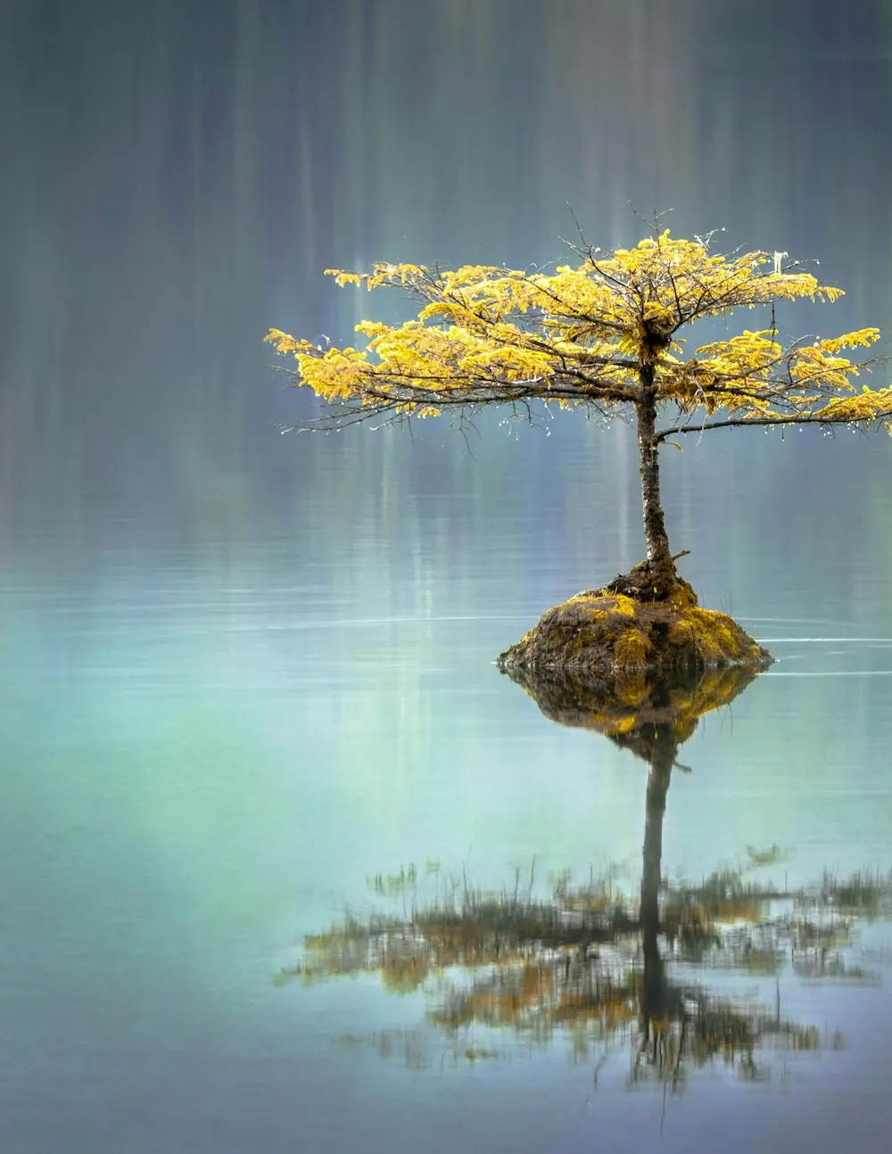 Arbre Sur Ilot Arbre Sur Ilot